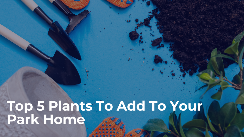 plants for your homes