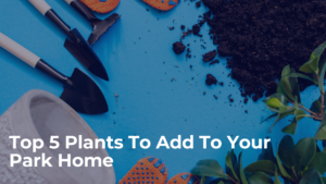 plants for your homes