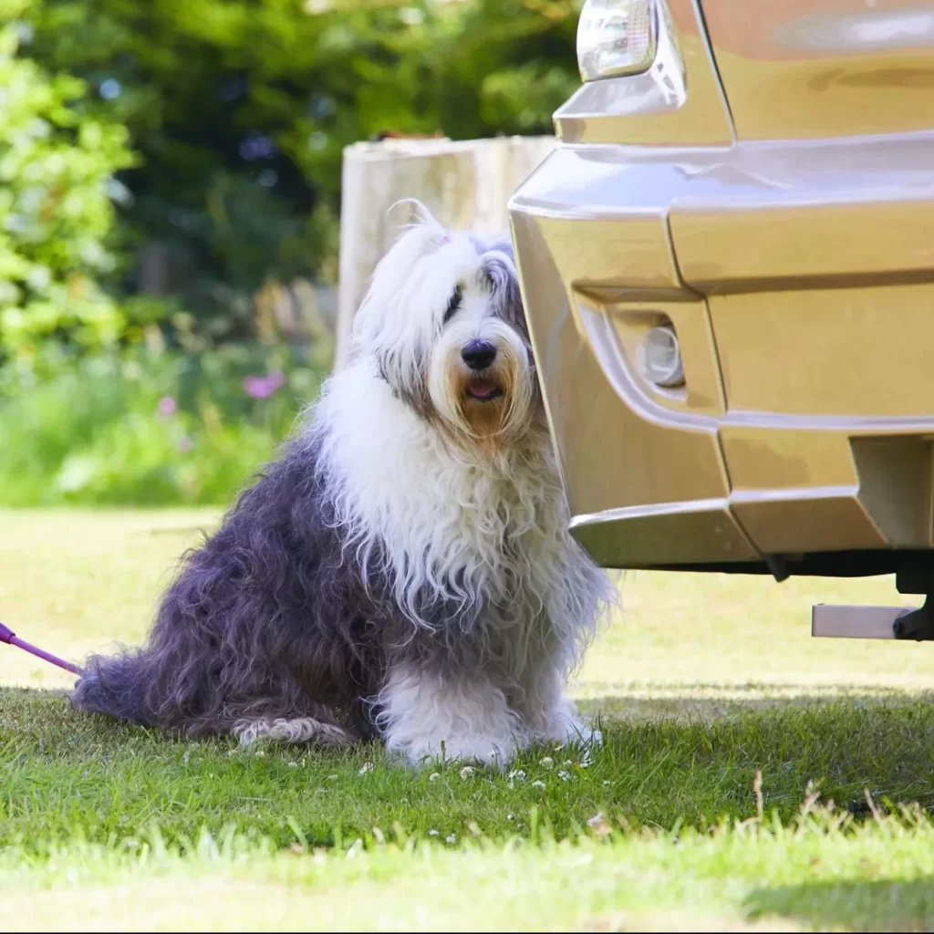 Dog Friendly Glamping Site